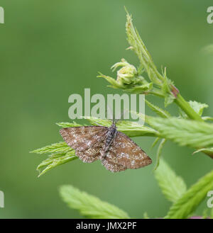 Gemeinsamen Heide (Ematurga Atomaria) Stockfoto