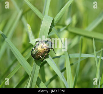 Grüner Rosenschäfer im Gras sitzend Stockfoto