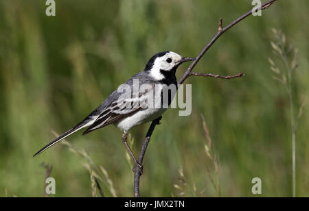 Weiße Bachstelze, Motacilla alba, auf Zweig Stockfoto