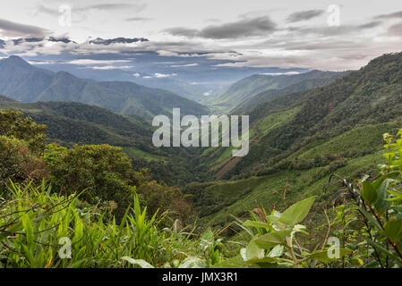 Nebelwald der westlichen Anden. Kolumbien, Südamerika. Stockfoto