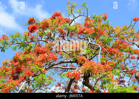 Bougainvillea Glabra, weniger Bougainvillea, Paperflower, Bougainvillea, Insel Tortola, British Virgin Islands Stockfoto