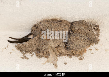 Die Rauchschwalbe (Hirundo Rustica) Stockfoto