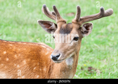 Das damwild (Dama Dama) Stockfoto