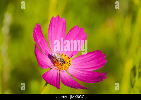 Honigbiene auf rosa Blume Stockfoto