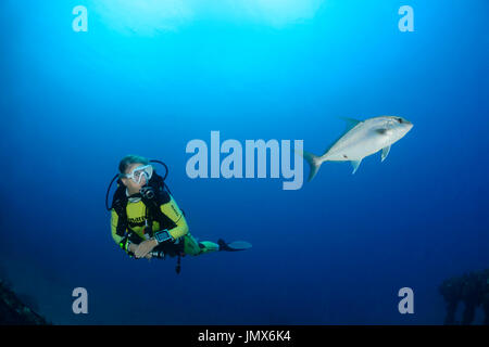 Seriola Rivoliana, Almaco Jack und Scuba Diver, Virgin Gorda Island, Britische Jungferninseln, Karibik Stockfoto