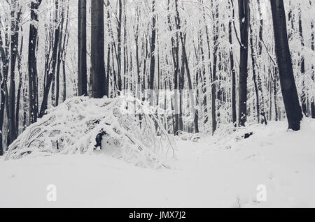 Winterlandschaft mit Waldboden bedeckt im Schnee Stockfoto
