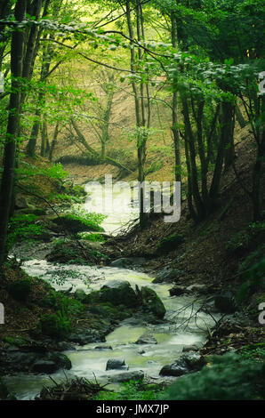 Bendy Fluss in grünen sonnigen Wald Stockfoto