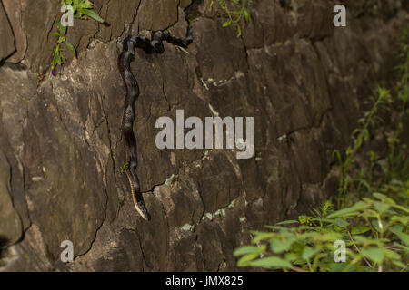 Östlichen Schwarzen Ratte Schlange - pantherophis alleghaniensis Stockfoto