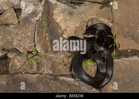 Östlichen Schwarzen Ratte Schlange - pantherophis alleghaniensis Stockfoto