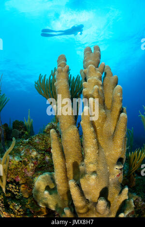 Dendrogyra Cylindricus, karibische Coralrreef mit Säule Korallen und Scuba Diver, Cooper Island, Britische Jungferninseln, Karibik Stockfoto