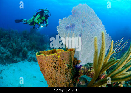 Gorgonia SP., Karibik Welle und Taucher mit Gorgonien, Cooper Island, Britische Jungferninseln, Karibik Stockfoto