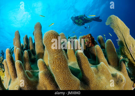 Dendrogyra Cylindricus, karibische Coralrreef mit Säule Korallen und Scuba Diver, Cooper Island, Britische Jungferninseln, Karibik Stockfoto