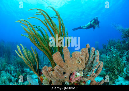 Pseudoplexaura, Callyspongia Vaginalis, Karibik Welle und Taucher mit Gorgonien, falsche Plexaura, Cooper Island, Britische Jungferninseln Stockfoto