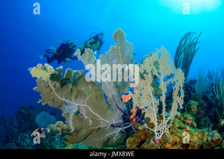 Gorgonia SP., Karibik Welle und Taucher mit Gorgonien, Cooper Island, Britische Jungferninseln, Karibik Stockfoto