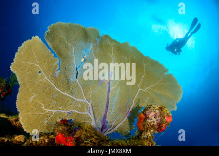 Gorgonia SP., Karibik Welle und Taucher mit Gorgonien, Cooper Island, Britische Jungferninseln, Karibik Stockfoto