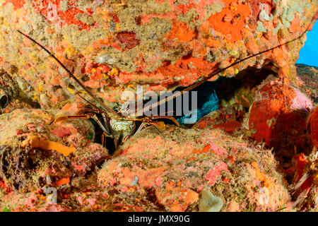 Panulirus Argus, Westindische Hummer oder Langusten, Cooper Island, Britische Jungferninseln, Karibik Stockfoto