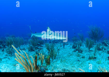 Carcharhinus Perezii, karibischer Riffhai in Welle, Cooper Island, Britische Jungferninseln, Karibik Stockfoto