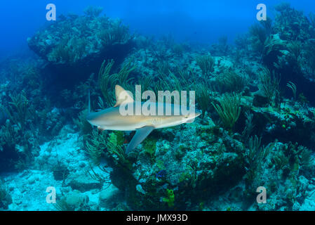 Carcharhinus Perezii, karibischer Riffhai in Welle, Cooper Island, Britische Jungferninseln, Karibik Stockfoto