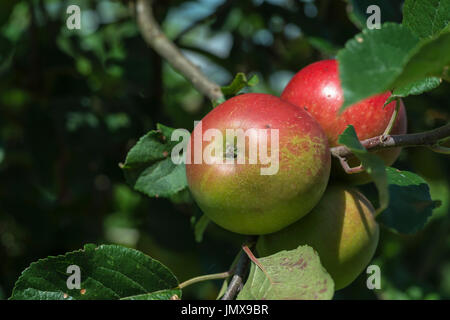 Bio Apfel Reifung auf dem Zweig im Sommer Stockfoto