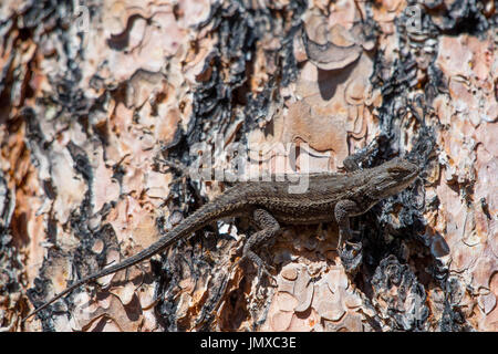 Südwesten Zaun Eidechse, Verkleidungen (Sceloporus), Gila Wilderness, New Mexico, USA. Stockfoto