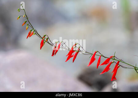 Beardlip Penstemon, (Penstemon barbatus), Gallinas Canyon, Black Range, Grant Co., New Mexiko. Stockfoto