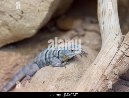 Porträt von Baja blue Rock Lizard sonnen sich auf Felsen Stockfoto