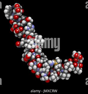 Beta-Amyloid (Abeta) Peptid. Hauptbestandteil der Plaques bei Alzheimer-Krankheit gefunden. Raumfüllende Modell mit konventionellen Farbkodierung. Stockfoto