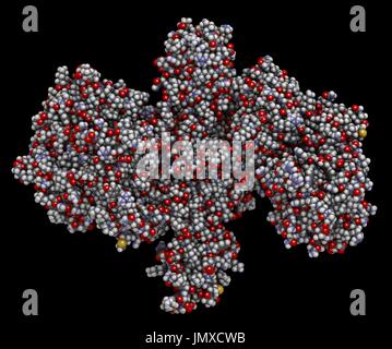 Botulinum Toxin neurotoxische Proteine. Von Clostridium Botulinum produziert. Kosmetisch verwendet, um Falten zu behandeln. Raumfüllende Modell mit konventionellen Farbkodierung. Stockfoto