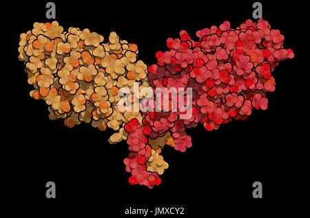 CTLA-4 (zytotoxischen T-Lymphozyten-assoziierten Protein 4, CD152) Protein. CTLA4 blockierende Antikörper werden in der Krebstherapie (immun Checkpoint Blockade Therapie) eingesetzt. Raumfüllende Modell. Ketten in verschiedenen Farben dargestellt. Stockfoto