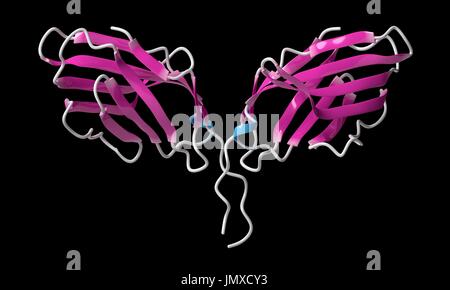CTLA-4 (zytotoxischen T-Lymphozyten-assoziierten Protein 4, CD152) Protein. CTLA4 blockierende Antikörper werden in der Krebstherapie (immun Checkpoint Blockade Therapie) eingesetzt. Cartoon-Modell, sekundäre Struktur Färbung (Helices blau, Blätter rosa). Stockfoto