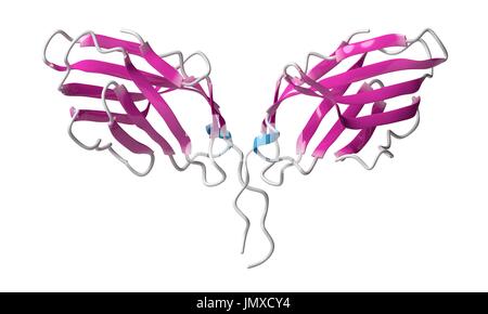 CTLA-4 (zytotoxischen T-Lymphozyten-assoziierten Protein 4, CD152) Protein. CTLA4 blockierende Antikörper werden in der Krebstherapie (immun Checkpoint Blockade Therapie) eingesetzt. Cartoon-Modell, sekundäre Struktur Färbung (Helices blau, Blätter rosa). Stockfoto