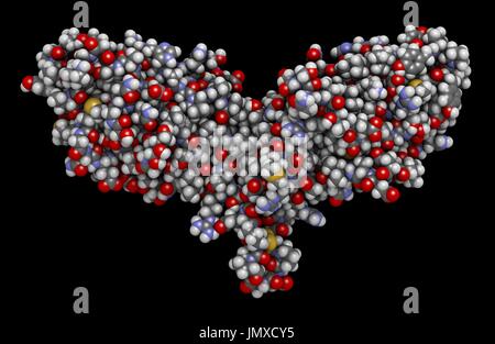 CTLA-4 (zytotoxischen T-Lymphozyten-assoziierten Protein 4, CD152) Protein. CTLA4 blockierende Antikörper werden in der Krebstherapie (immun Checkpoint Blockade Therapie) eingesetzt. Raumfüllende Modell mit konventionellen Farbkodierung. Stockfoto
