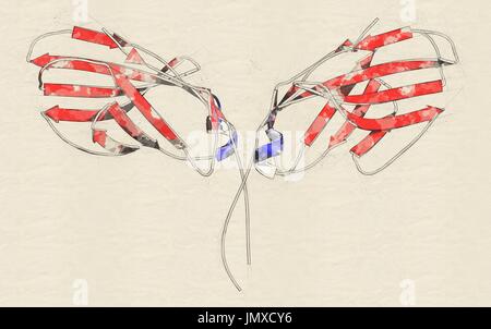 CTLA-4 (zytotoxischen T-Lymphozyten-assoziierten Protein 4, CD152) Protein. CTLA4 blockierende Antikörper werden in der Krebstherapie (immun Checkpoint Blockade Therapie) eingesetzt. Stilisierte cartoon-Modell, sekundäre Struktur Färbung (Helices blaue, rote Blätter). Stockfoto