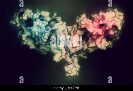 CTLA-4 (zytotoxischen T-Lymphozyten-assoziierten Protein 4, CD152) Protein. CTLA4 blockierende Antikörper werden in der Krebstherapie (immun Checkpoint Blockade Therapie) eingesetzt. Stilisierte Kombination eine halbtransparente Geländemodells mit einer Cartoon-Darstellung. Cartoon: gradient Färbung (N-Terminus blau, C-Terminus rosa). Stockfoto