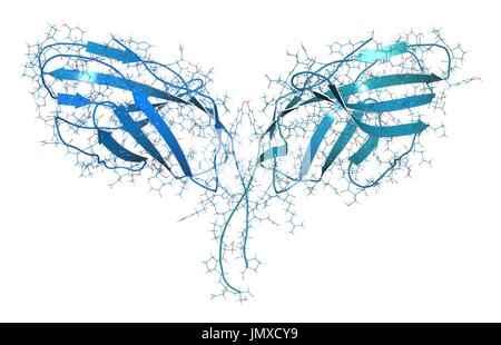 CTLA-4 (zytotoxischen T-Lymphozyten-assoziierten Protein 4, CD152) Protein. CTLA4 blockierende Antikörper werden in der Krebstherapie (immun Checkpoint Blockade Therapie) eingesetzt. Kombinierte Drahtmodell und Cartoon-Modell. Cartoon und Kohlenstoff-Atome: Rückgrat gradient Färbung (blau-blaugrün); andere Atome: konventionelle Farbkodierung. Stockfoto