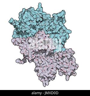 Koagulation Faktor VIII (fVIII) Protein. Mangel verursacht Hämophilie A. raumfüllende Modell. Ketten in verschiedenen Farben dargestellt. Stockfoto