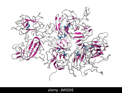 Koagulation Faktor VIII (fVIII) Protein. Mangel verursacht Hämophilie A. Cartoon Model, sekundäre Struktur Färbung (Helices blau, Blätter rosa). Stockfoto