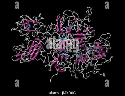 Koagulation Faktor VIII (fVIII) Protein. Mangel verursacht Hämophilie A. Cartoon Model, sekundäre Struktur Färbung (Helices blau, Blätter rosa). Stockfoto