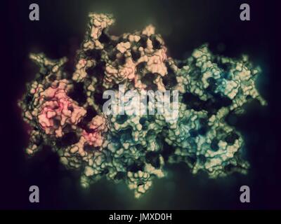 Koagulation Faktor VIII (fVIII) Protein. Mangel verursacht Hämophilie A. stilisierte Kombination aus einem halbtransparenten Oberflächenmodell mit einer Cartoon-Darstellung. Cartoon: gradient Färbung (N-Terminus blau, C-Terminus rosa). Stockfoto