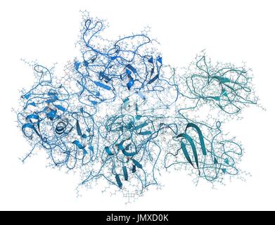 Koagulation Faktor VIII (fVIII) Protein. Mangel verursacht Hämophilie A. Combined Drahtmodell und Cartoon-Modell. Cartoon und Kohlenstoff-Atome: Rückgrat gradient Färbung (blau-blaugrün); andere Atome: konventionelle Farbkodierung. Stockfoto