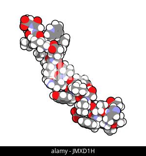 Glucagon-Like Peptid 1 (GLP1, 7-36) Molekül. GLP-1 Analoga sind bei der Behandlung von Diabetes eingesetzt und umfassen Exenatide, Liraglutid, Lixisenatid, Albiglutide, Dulaglutid, Semaglutide. Raumfüllende Modell mit konventionellen Farbkodierung. Stockfoto