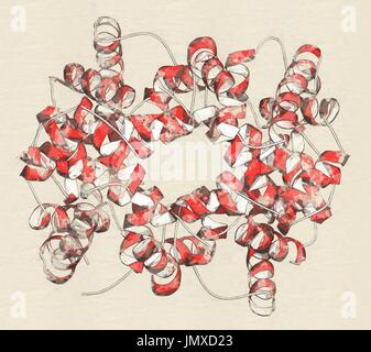 Hämoglobin (Mensch, Hb) Protein. Eisen-haltige Sauerstoff Transportprotein in den Erythrozyten gefunden. Stilisierte Cartoon-Modell, Alpha-Helices rot gefärbt. Stockfoto