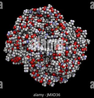 Hämoglobin (Mensch, Hb) Protein. Eisen-haltige Sauerstoff Transportprotein in den Erythrozyten gefunden. Raumfüllende Modell mit konventionellen Farbkodierung. Stockfoto