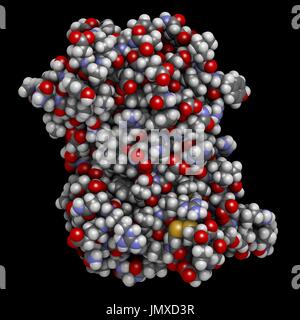 Menschliches Wachstumshormon (hGH, Somatotropin) Protein. Natürliches Hormon, das als Medizin und als Dopingmittel verwendet wird. Raumfüllende Modell mit konventionellen Farbkodierung. Stockfoto