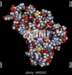 Menschlichen Prion-Protein (hPrP). Im Zusammenhang mit neurodegenerativen Erkrankungen, einschließlich Kuru, BSE und Creutzfeldt-Jakob. Raumfüllende Modell mit konventionellen Farbkodierung. Stockfoto