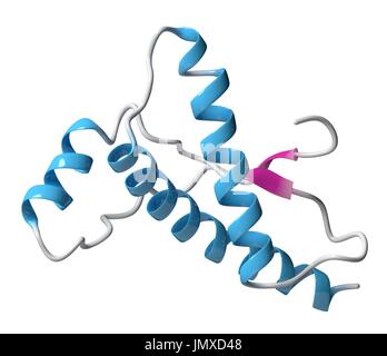 Menschlichen Prion-Protein (hPrP). Im Zusammenhang mit neurodegenerativen Erkrankungen, einschließlich Kuru, BSE und Creutzfeldt-Jakob. Cartoon-Modell, sekundäre Struktur Färbung (Helices blau, Blätter rosa). Stockfoto