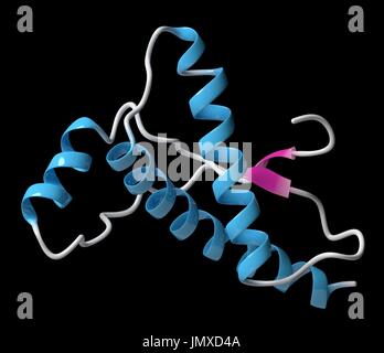 Menschlichen Prion-Protein (hPrP). Im Zusammenhang mit neurodegenerativen Erkrankungen, einschließlich Kuru, BSE und Creutzfeldt-Jakob. Cartoon-Modell, sekundäre Struktur Färbung (Helices blau, Blätter rosa). Stockfoto