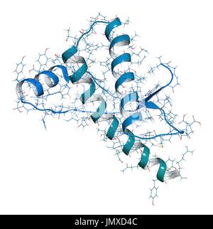 Menschlichen Prion-Protein (hPrP). Im Zusammenhang mit neurodegenerativen Erkrankungen, einschließlich Kuru, BSE und Creutzfeldt-Jakob. Kombinierte Drahtmodell und Cartoon-Modell. Cartoon und Kohlenstoff-Atome: Rückgrat gradient Färbung (blau-blaugrün); andere Atome: konventionelle Farbkodierung. Stockfoto