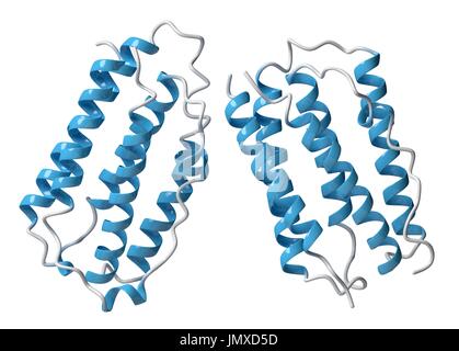 Interferon Beta-Protein. Cytokine zur Behandlung von Multipler Sklerose (MS). Cartoon-Modell, sekundäre Struktur Färbung (Helices blau). Stockfoto