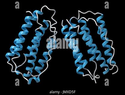 Interferon Beta-Protein. Cytokine zur Behandlung von Multipler Sklerose (MS). Cartoon-Modell, sekundäre Struktur Färbung (Helices blau). Stockfoto